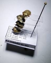 Eysarcoris ventralis