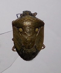 Eysarcoris ventralis
