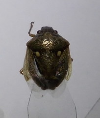 Eysarcoris ventralis