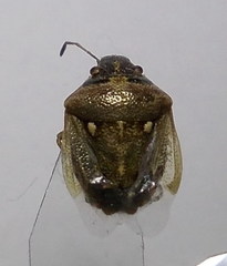Eysarcoris ventralis