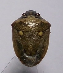 Eysarcoris ventralis