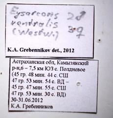Eysarcoris ventralis