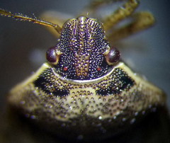 Eysarcoris ventralis