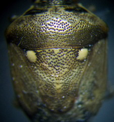 Eysarcoris ventralis