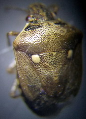 Eysarcoris ventralis