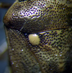 Eysarcoris ventralis