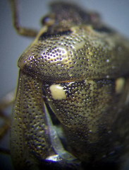 Eysarcoris ventralis