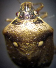 Eysarcoris ventralis