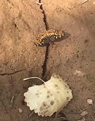 Chlosyne coronado coronado