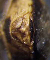 Eysarcoris ventralis