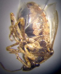 Eysarcoris ventralis