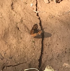 Chlosyne coronado coronado