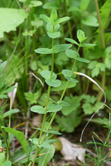 Hypericum tetrapterum