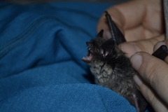 Myotis sibiricus