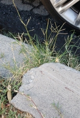 Cynodon dactylon