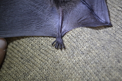 Myotis sibiricus