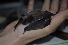 Myotis sibiricus