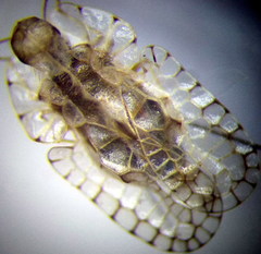 Galeatus cellularis
