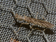 Nothogalepsus planivertex