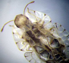 Galeatus cellularis