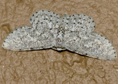 Colocleora proximaria