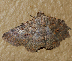 Polydesma umbricola
