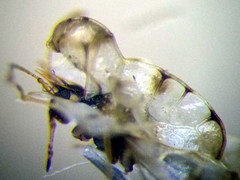 Galeatus cellularis