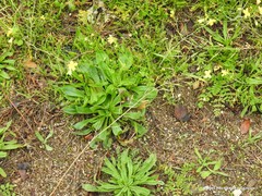 Diplotaxis catholica