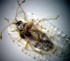 Galeatus cellularis