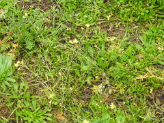 Diplotaxis catholica