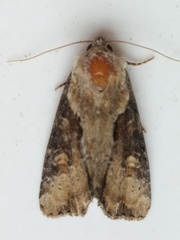 Lateroligia ophiogramma