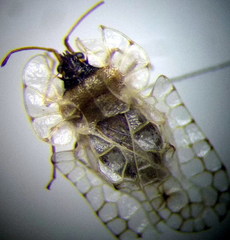 Galeatus cellularis