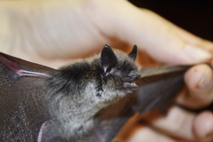 Myotis sibiricus