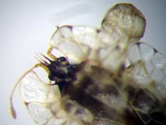Galeatus cellularis