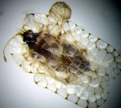 Galeatus cellularis