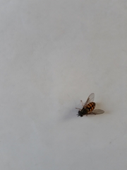Syrphus octomaculatus