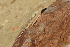Callisaurus draconoides ventralis