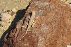 Callisaurus draconoides ventralis