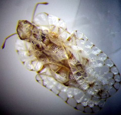 Galeatus cellularis