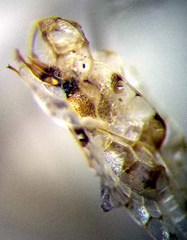 Galeatus cellularis
