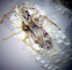 Galeatus cellularis