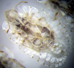 Galeatus cellularis