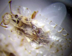 Galeatus cellularis