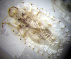 Galeatus cellularis