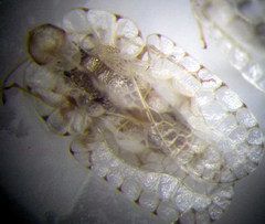Galeatus cellularis