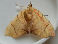 Eulithis diversilineata