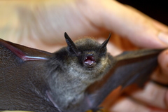 Myotis sibiricus