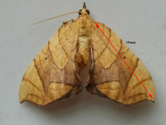 Eulithis gracilineata