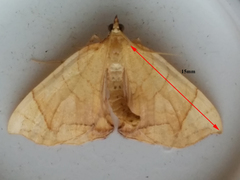 Eulithis diversilineata