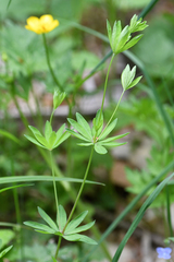 Galium sylvaticum